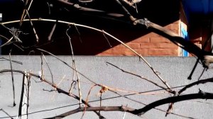 Когда обрезать неукрывной виноград в зоне рыскованого виноградорства.