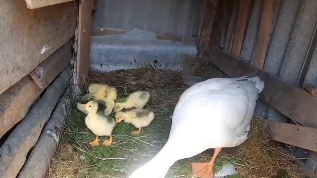 Летний день - год кормит. Снова прибавление в хозяйстве смотреть онлайн