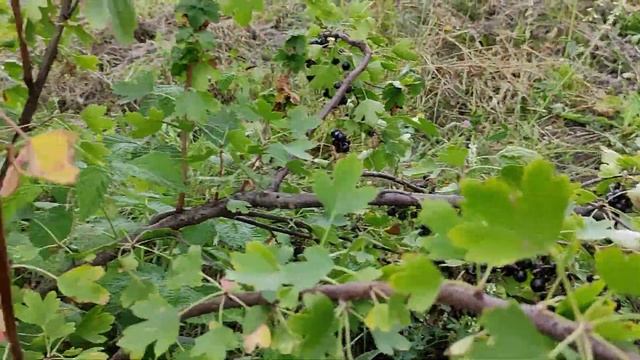 Золотистая смородина. Показываю урожай смотреть онлайн