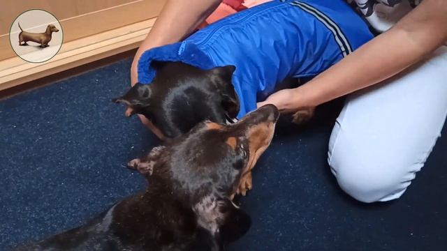 ТАКСА ^ ТАКСЫ ^ ТАКСА ? ? ? ЧТО ЛУЧШЕ ОДНОЙ ТАКСЫ? ТОЛЬКО ТРИ ТАКСЫ! Одежда для ТАКСЫ (собаки) смотреть онлайн