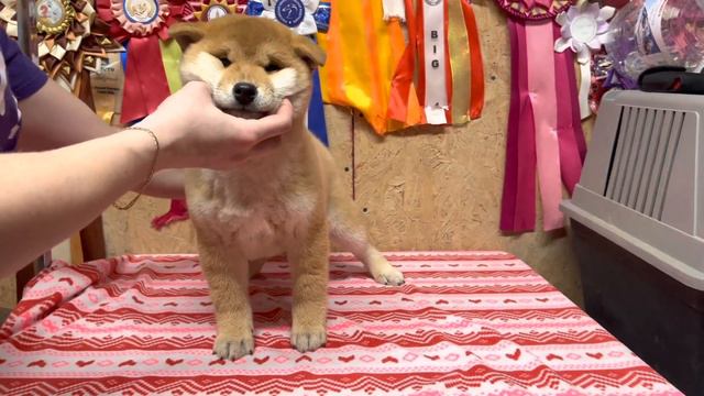 Сынок Фити и Интера смотреть онлайн