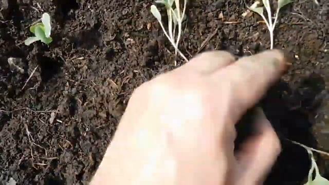 Как правильно сажать РАССАДУ! Пикировка капусты ОГОРОД! смотреть онлайн