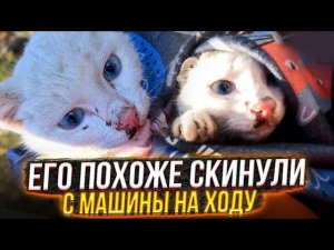 "Ее протащило будто" Нашли за городом раненого и измученного, голодного котенка.В конце ШОК