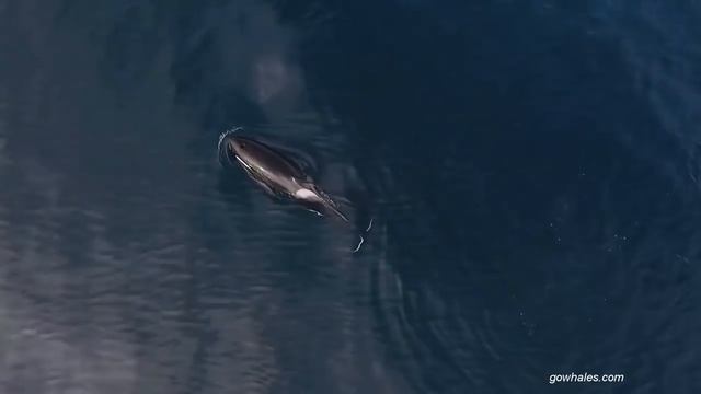 Касатки учат свой молодняк как охотится на акул!!!Killer Whales Eating a Shark! смотреть онлайн