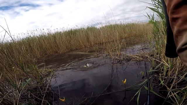 КАРАСЬ на ПОПЛАВОК в КАМЫШАХ, Красивые поклевки карася, Карась смотреть онлайн