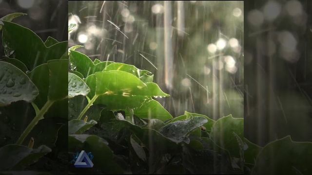 RAIN SOUNDS for Sleep ? Deep Relax Rain Sounds | #Shorts 1 смотреть онлайн