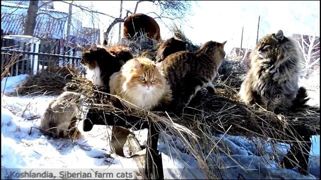 2 Favorite Solnyshko Horse Yasha Said, 