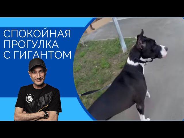 Спокойная прогулка с гигантом(Немецкий дог) смотреть онлайн