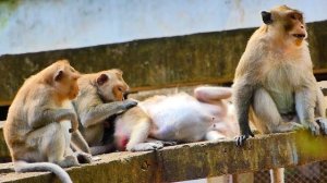 Good mother monkey Viola is always the best care of her new baby monkey.