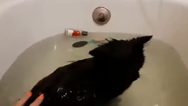 #Кот, #кот плавает, #кот не боится, #кот не боится воды, #черный кот,#не боится воды смотреть онлайн