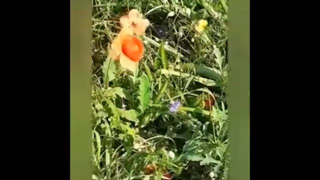 Медитация для человека. Снятие стресса. смотреть онлайн