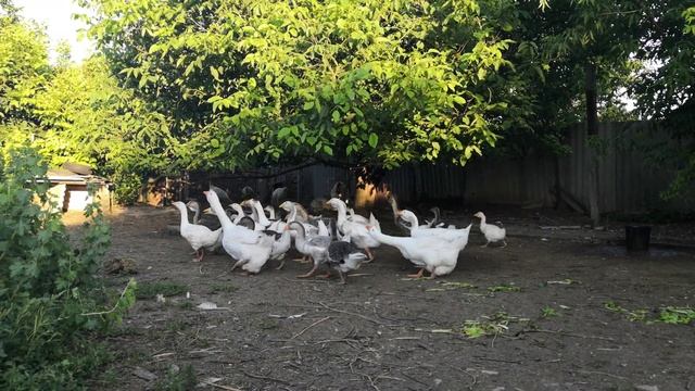 Гуси Холмогоры и трех породные гибриды смотреть онлайн