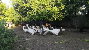 Гуси Холмогоры и трех породные гибриды