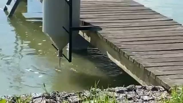 Маятниковая кормушка Рефлекс - Фишматик смотреть онлайн