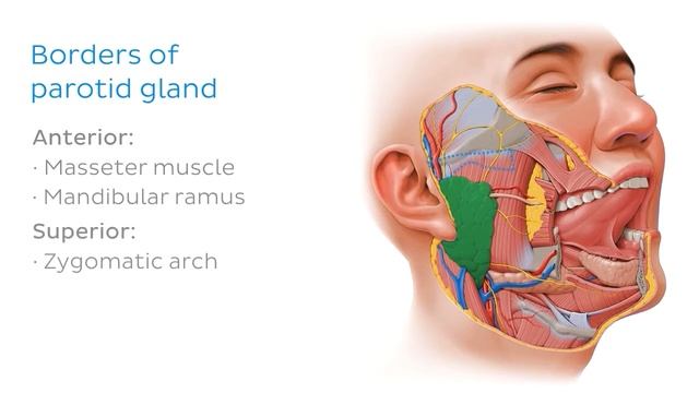 Слюнные железы - Анатомия человека | Kenhub смотреть онлайн