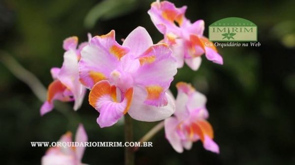 Phalaenopsis pulcherrima form. pelórica 4n