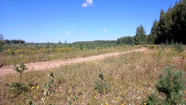 За городом. ч.2. Август 2023 смотреть онлайн