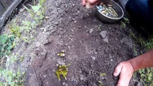 Как Правильно Посадить Корень Домашнего Хрена. Свойства Хрена