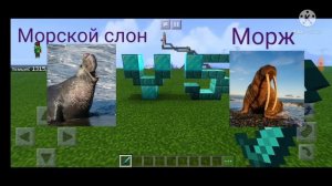морской слон против моржа!!! Elephant seal vs walrus !!!!