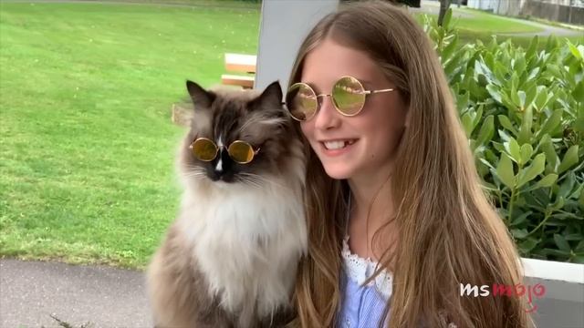 Top 10 Greatest Cat Breeds смотреть онлайн