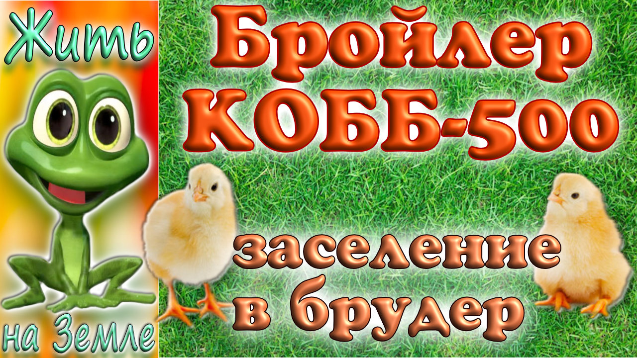 Цыплята Кобб-500. Новоселье в брудер и первый прикорм.