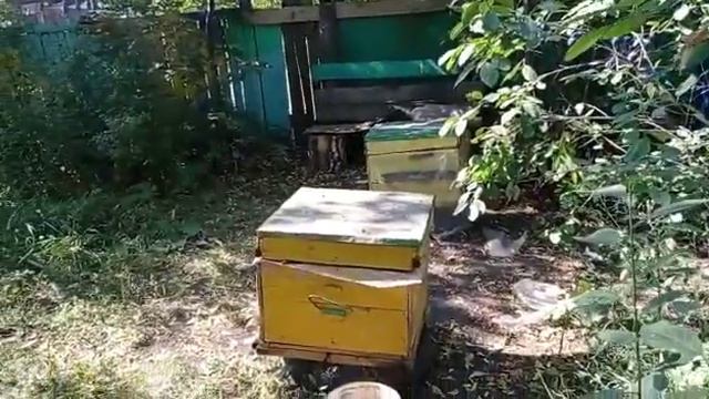 Как я провел это лето. Сливовое дерево смотреть онлайн