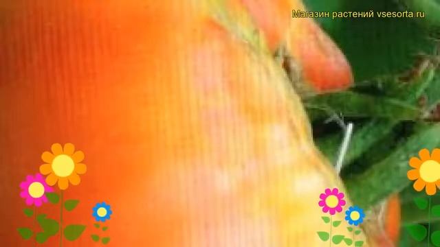 Томат обыкновенный Баланс. Краткий обзор, описание характеристик, где купить семена смотреть онлайн