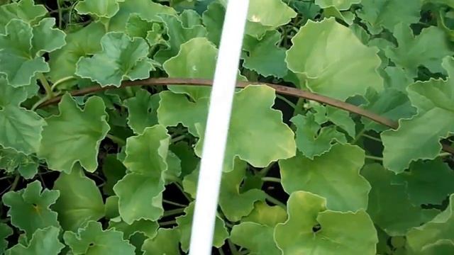 Дыни в июле защищенного и открытого грунта смотреть онлайн