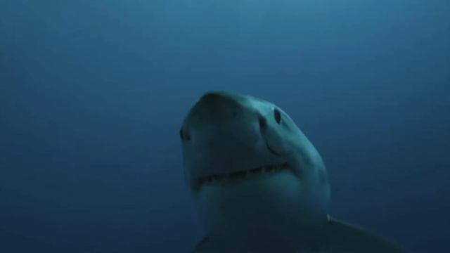 АКУЛА против КАРАКОДИА ! КТО СИЛЬНЕЕ ? смотреть онлайн