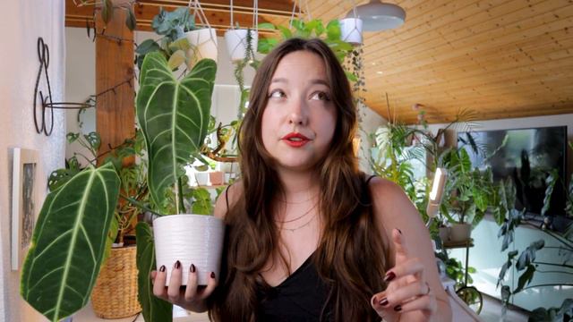 How much I Actually Paid for my Houseplants смотреть онлайн