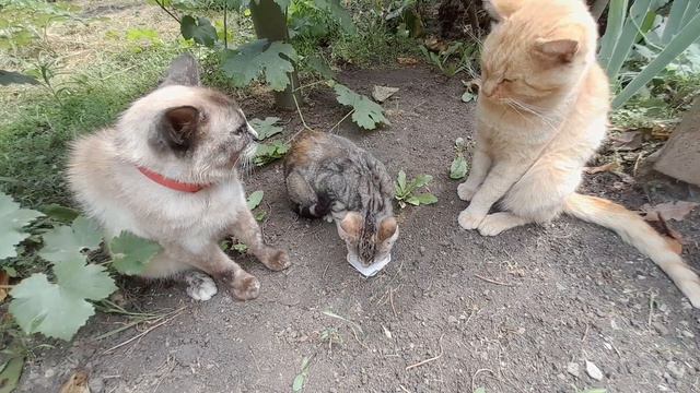 Домашняя Природа смотреть онлайн