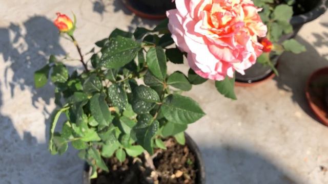 BEAUTIFUL ROSE FLOWER RACHEL ROSE SERIES #rose #rose_series смотреть онлайн