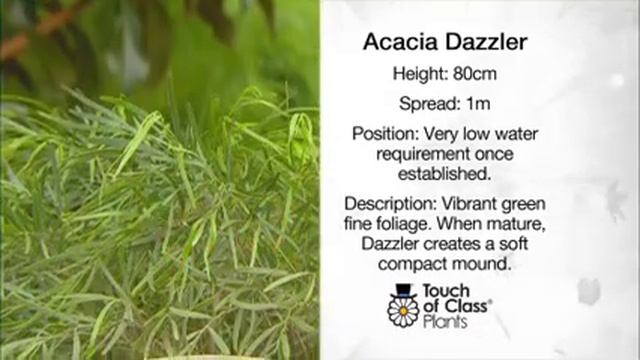 The Garden Gurus - Acacia Dazzler смотреть онлайн