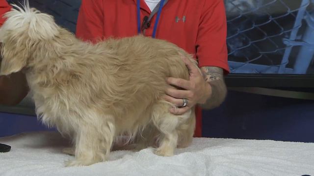 Perfect Pet : Meet Richie, your perfect pet смотреть онлайн