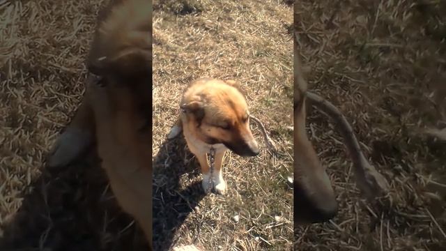 19. Значение слова Собака, плюсы и минусы) смотреть онлайн