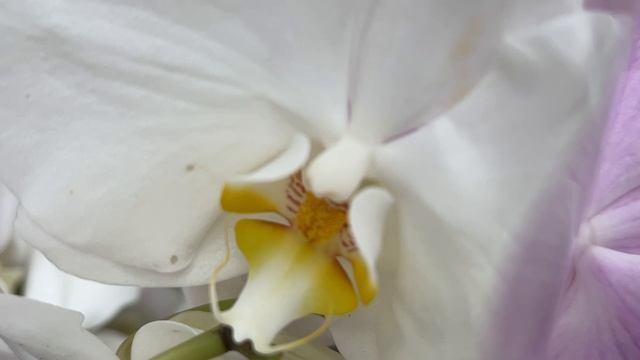 В Оби поступление орхидей. Алабастер, Пикассо, Октопус, Феррара, Биг липы ... смотреть онлайн