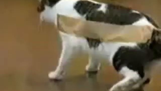 Что будет если коту приклеить скотч ? смотреть онлайн