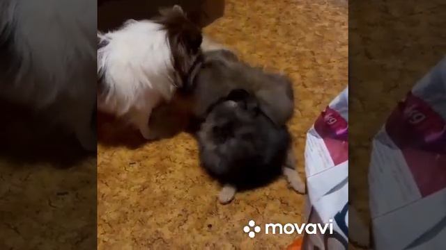 Мальчик шпиц в типе медвежонок волченок смотреть онлайн
