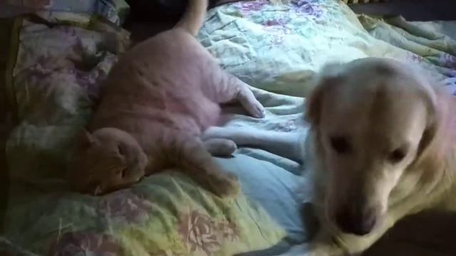 Cat Dog смотреть онлайн