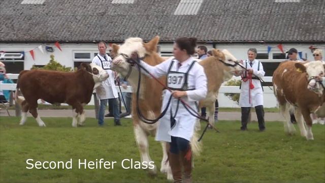 Simmental judging at Great Yorkshire Show 2021 смотреть онлайн