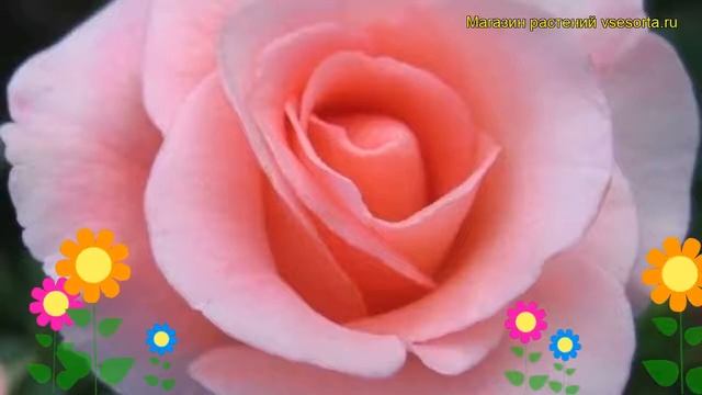 Роза чайно-гибридная Маргарет Тэтчер. Краткий обзор, описание характеристик Margaret Thatcher