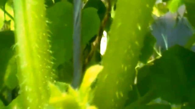 Музыкальная Импровизация