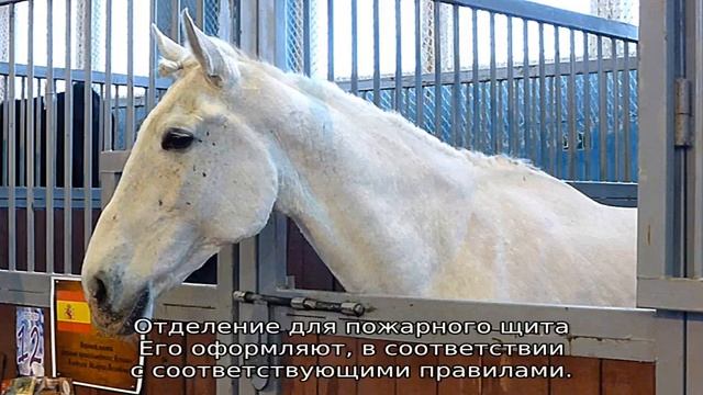 Конюшня, стойло, загон для лошади смотреть онлайн