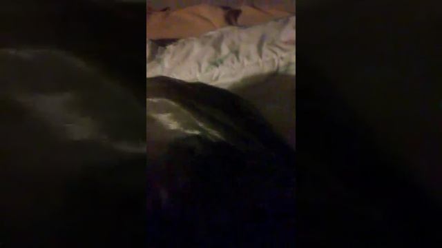 I git a new cat on Friday at 11:00 a,clock смотреть онлайн