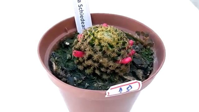 Mammillaria Schiedeana - 18