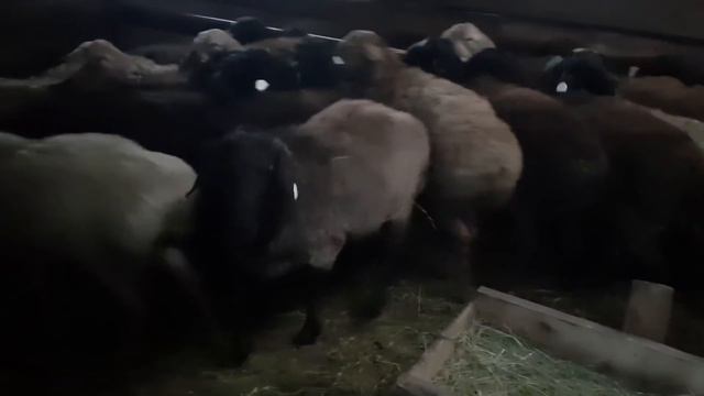 Быки в стойле 🐮 смотреть онлайн