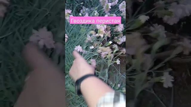 Гвоздика перистая. обрезка