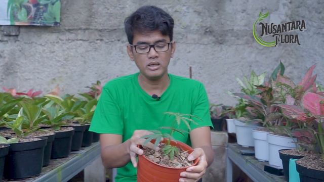 ANTHURIUM Polycystum Tweed #tanamanhias #anthurium смотреть онлайн