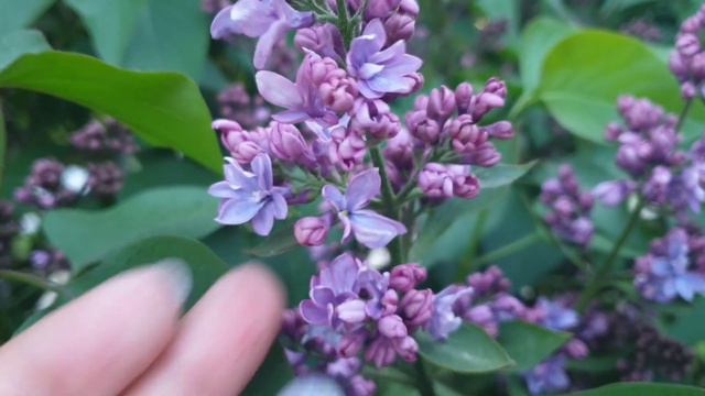 Загадывайте желание, Красивая Сирень💖🌺❤ смотреть онлайн