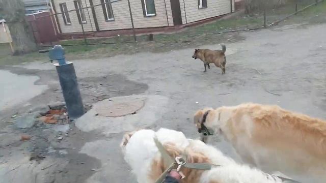 Русская псовая борзая и метки. Прогулка с хозяином-как видовая потребность в маркировке территории смотреть онлайн